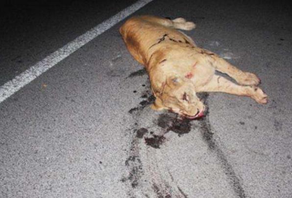 草原凶猛,站在顶点的狮子也有惨烈瞬间,不忍直视!