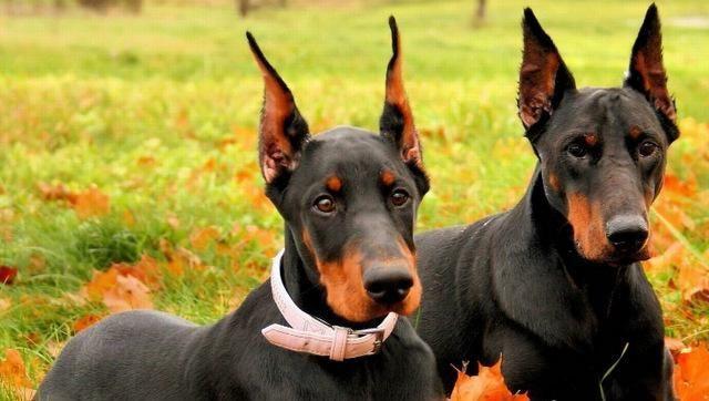 世界10大最聪明的名犬金毛和拉布拉多成功入选你养了哪种
