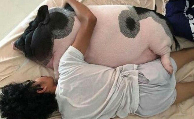 男子天天抱着猪睡觉比女朋友还感情深结果很暖心