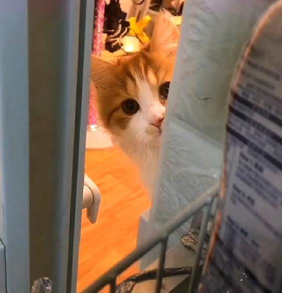 猫咪从门缝偷瞄主人,被发现后把门带上,舍不得离开继续看着