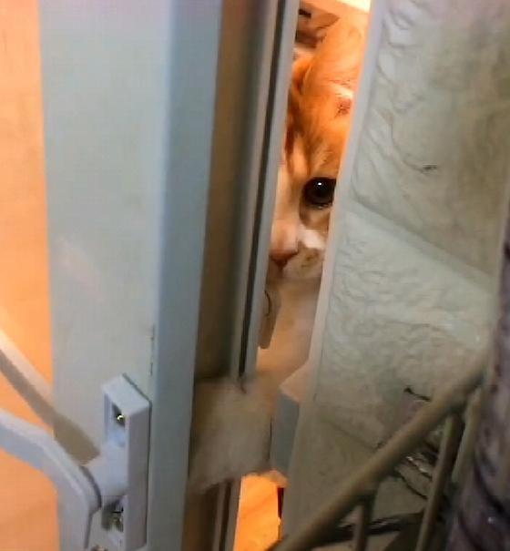 猫咪从门缝偷瞄主人,被发现后把门带上,舍不得离开继续看着