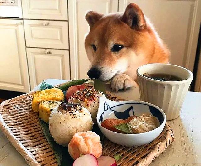 呆萌柴犬陪主人吃饭表情可爱火爆ins网友真让人羡慕