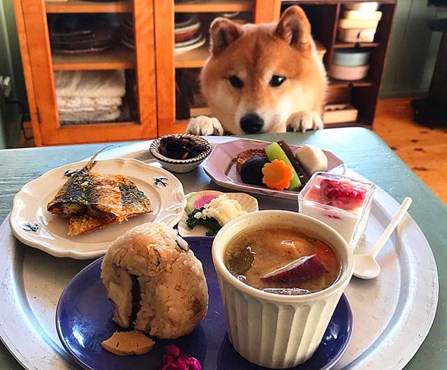 呆萌柴犬陪主人吃饭表情可爱火爆ins网友真让人羡慕