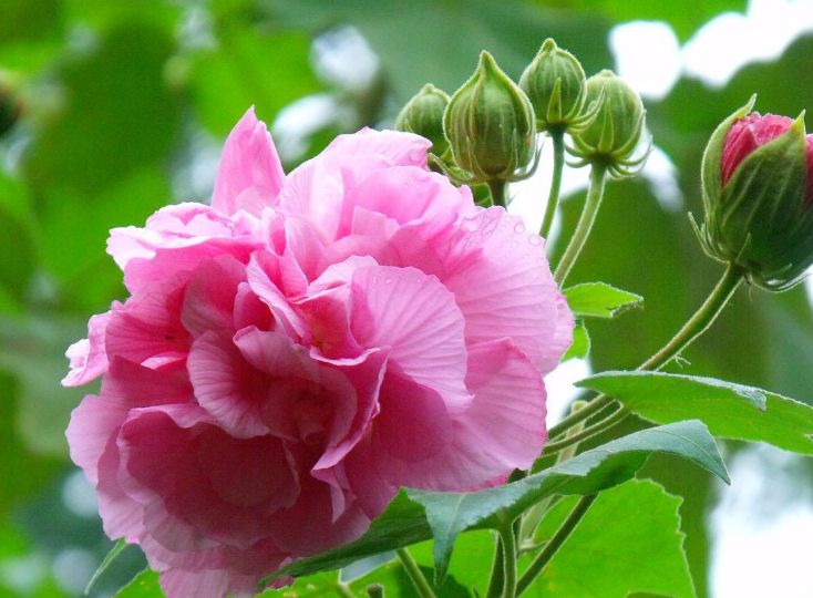 盆栽木芙蓉如何养?做好这"几点",花开三色,花姿绚丽迷人眼!