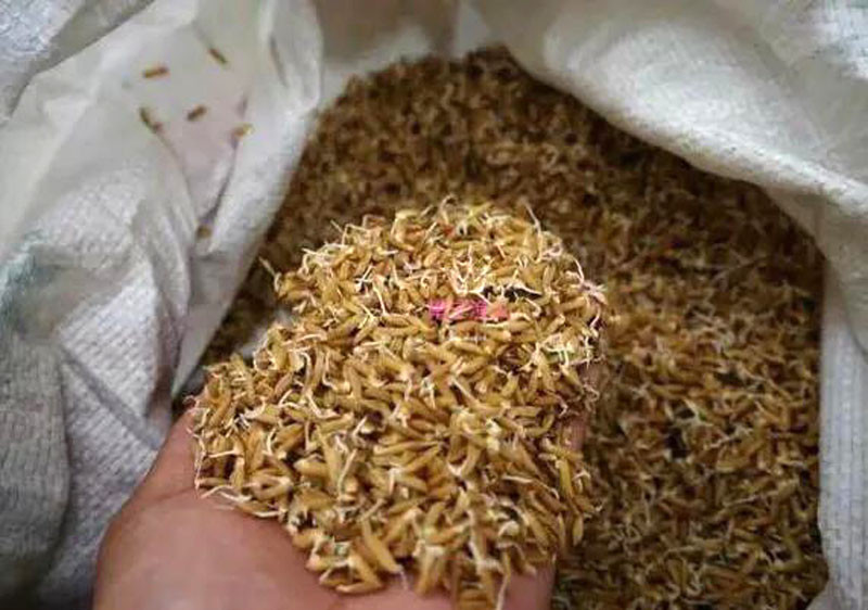 被钓鱼人忽视的绿色钓饵"谷芽"专钓大鱼,制作过程及使用方法