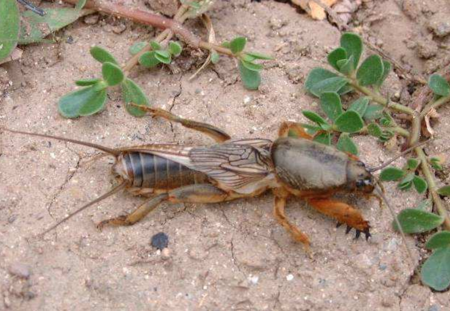 稻田里常见的害虫,农民都讨厌它,进城后却成餐桌上的"土龙虾"|蝼蛄