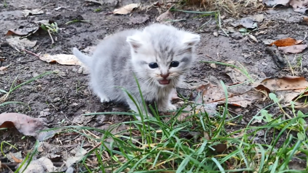 小奶猫被遗弃在公园里孤独身影惹人心疼见女子离开时跳下沙发