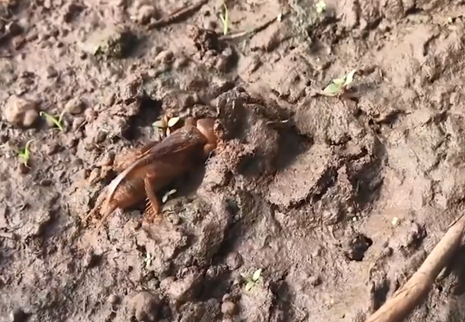 稻田里常见的害虫,农民都讨厌它,进城后却成餐桌上的"土龙虾"