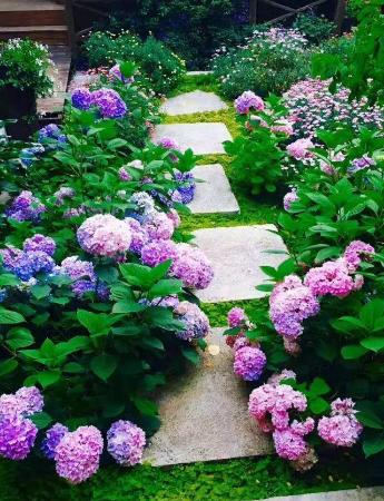 爷爷在小院只养一种花,就给奶奶建了一个浪漫的梦中花园,太漂亮