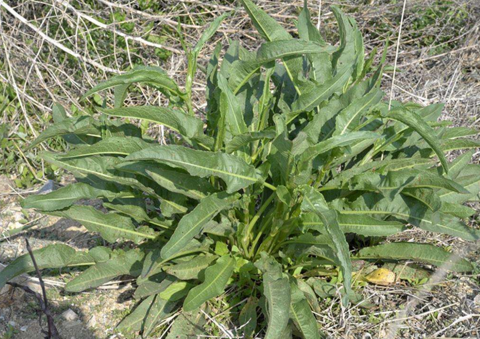 农村一种味道酸溜溜的菠菜小孩当零食吃有没有吃过的
