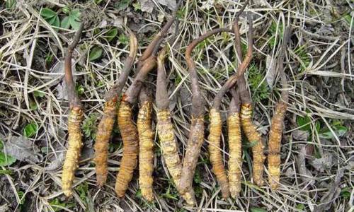 天价"仙品"神话终结!多年的"保健王者"出局,竟是"杂草"?