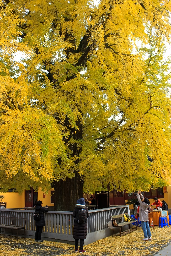 颐浩禅寺,曾经的江南最牛寺院,南宋一棵银杏美了700多年