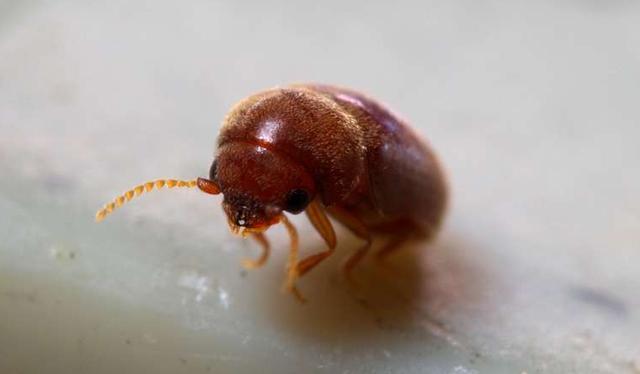 仔细看后有很多小东西,放大后让人傻眼了|香烟|甲虫|生虫_新浪新闻