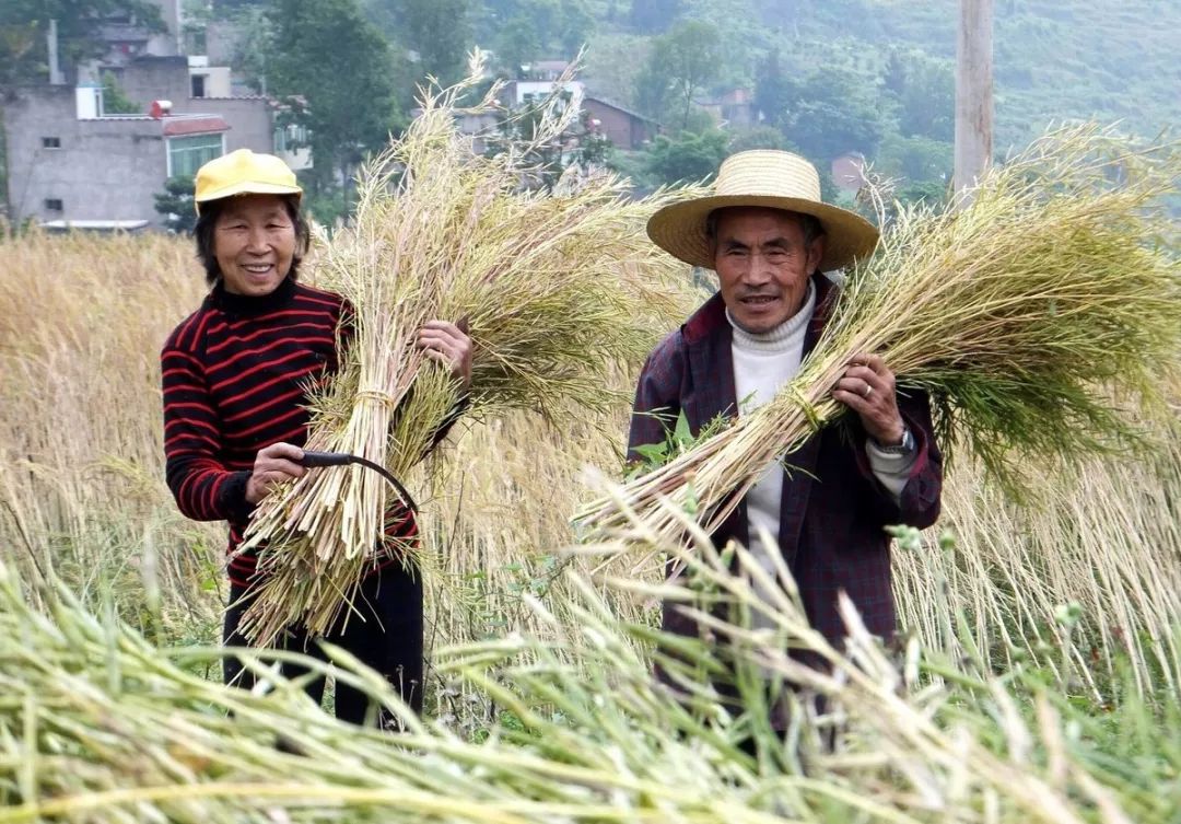 粮食|农民|粮价_新浪新闻