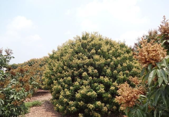荔枝种植,荔枝产地分布,生长习性和三个生理落果期,来学习一下