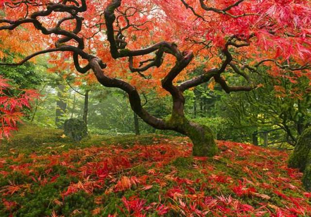 黑暗树篱位于北爱尔兰境内,这里被誉为"世界上最美的十条树木隧道之一