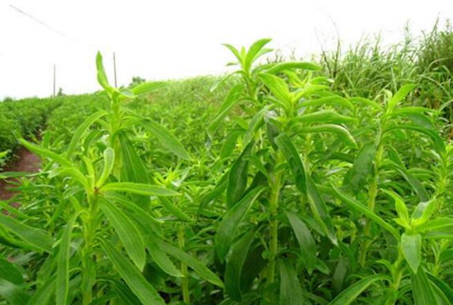 甜菊叶有哪些栽种规定,甜菊叶是何时栽种(中国南方10