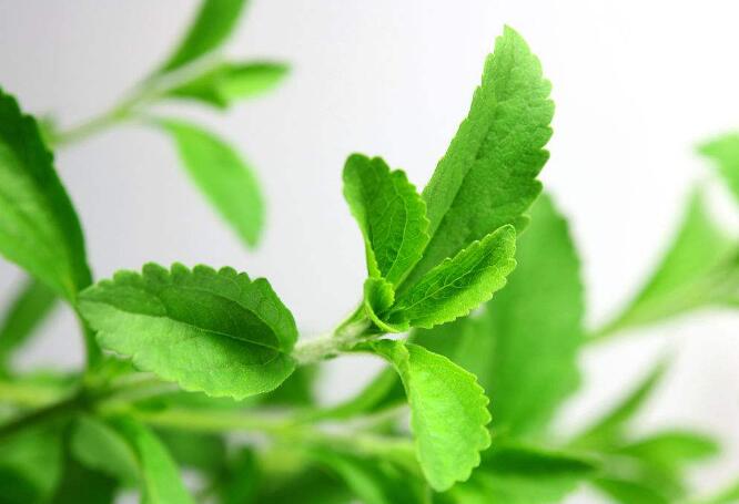 甜菊叶有哪些栽种规定,甜菊叶是何时栽种(中国南方10