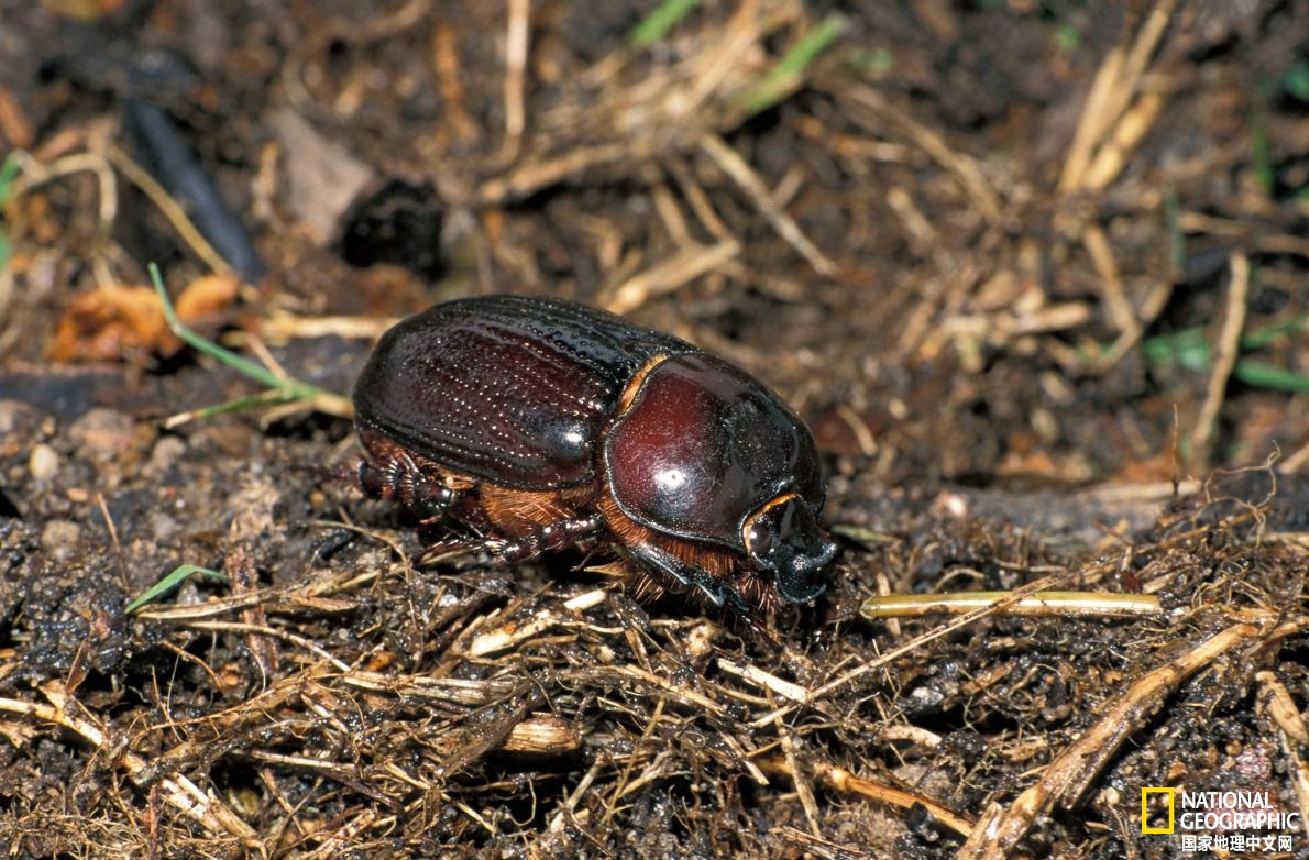 兽药正在全球范围内对野生动物造成严重伤害