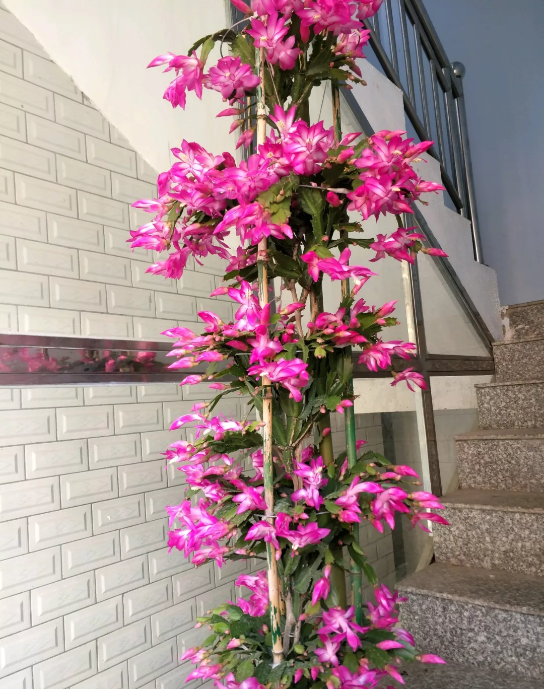 蟹爪兰叶仙是一家蟹爪嫁接叶仙开出6层花长成蟹爪兰树