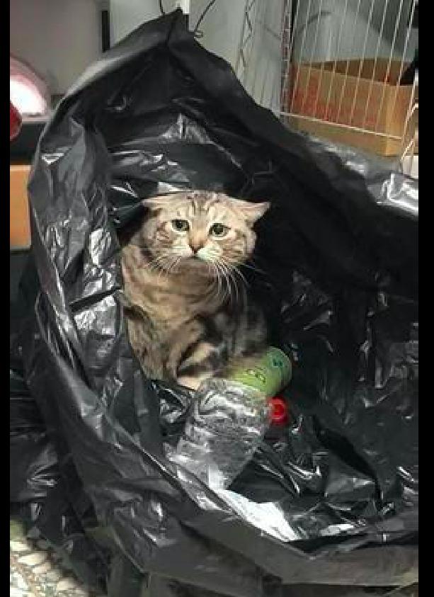 主人在打扫卫生,戏精猫咪钻垃圾袋里表情很委屈,假装是流浪猫?
