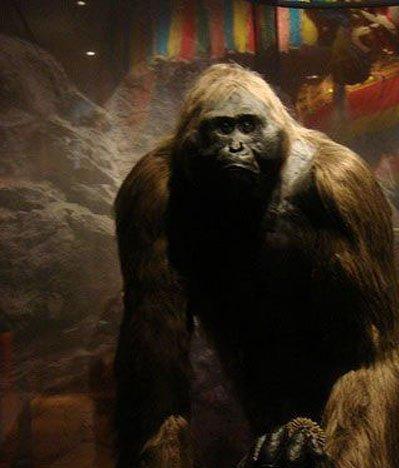 广西一山洞出现巨猿化石,它们体形比人大3倍,有着超强战斗力