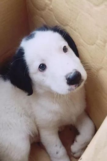 领养了一只小狗,带回家才发现,这货跟玩偶撞脸了