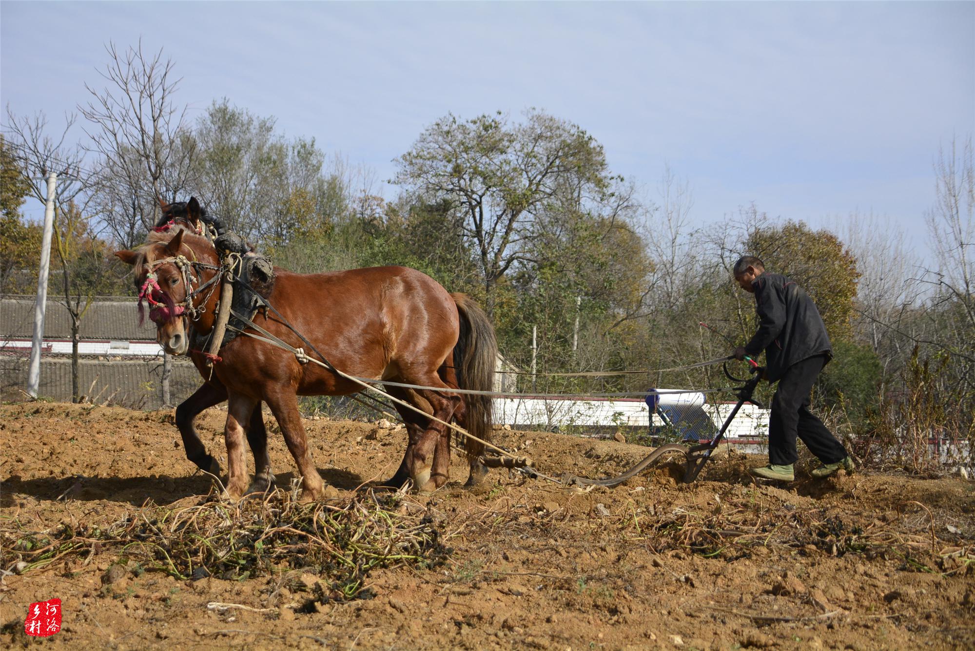 山村大叔爱马如命,不要媳妇也得养马,马被毒死他按人的标准下葬|媳妇_