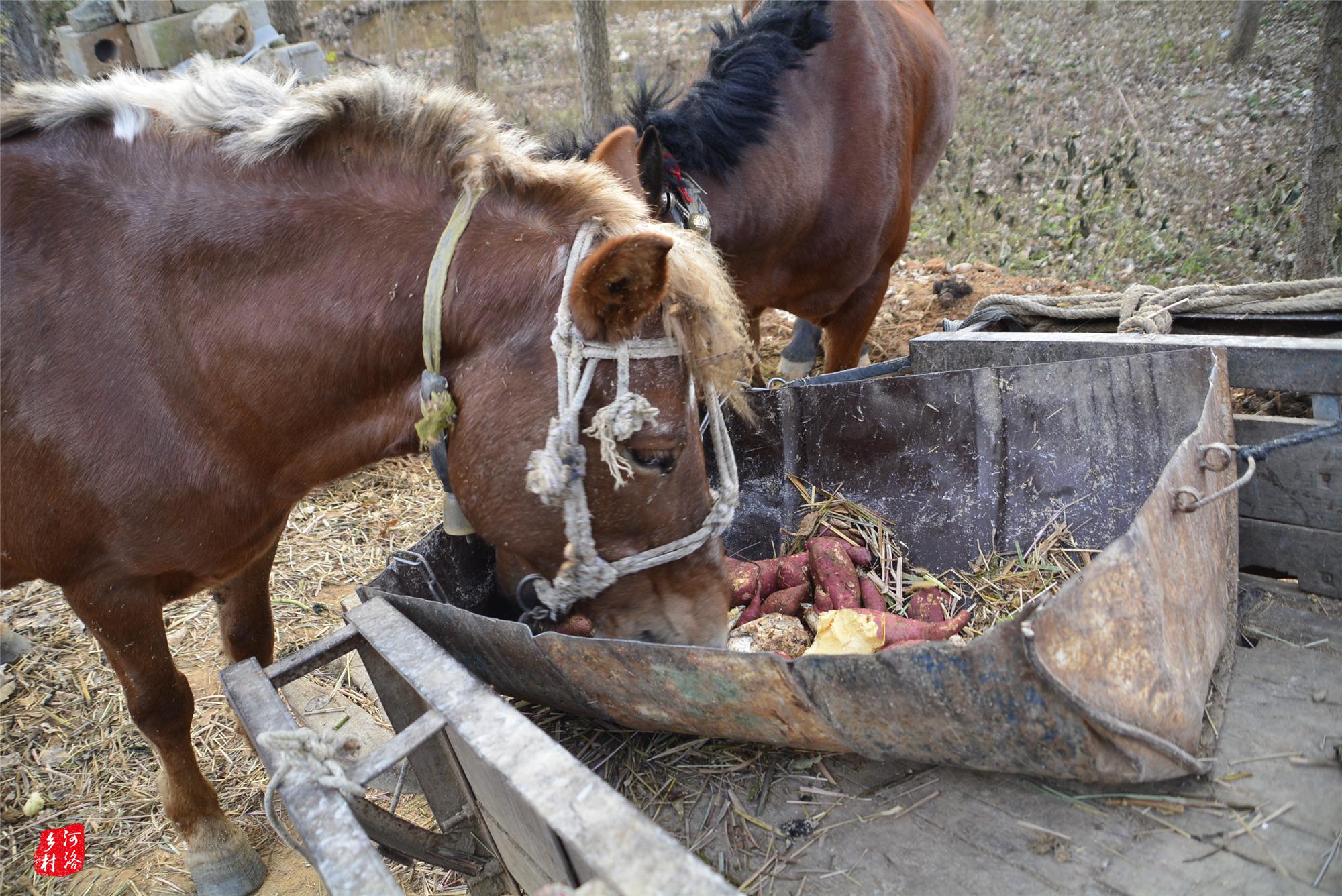 翟大叔一般是早晚喂马,给它们吃一些好点的,玉米,红薯,豆粕之类的