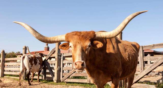 竟有人牵着巨牛来踢馆,店家反应好逗