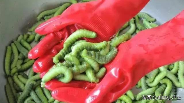 一碗,不仅有钱还得有胆,吃完就是一生的谈资|灌云|豆丹|虫子_新浪新闻