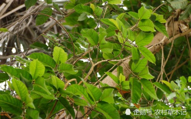 它便是"阎王树",山里遇见,请您绕开,别碰到