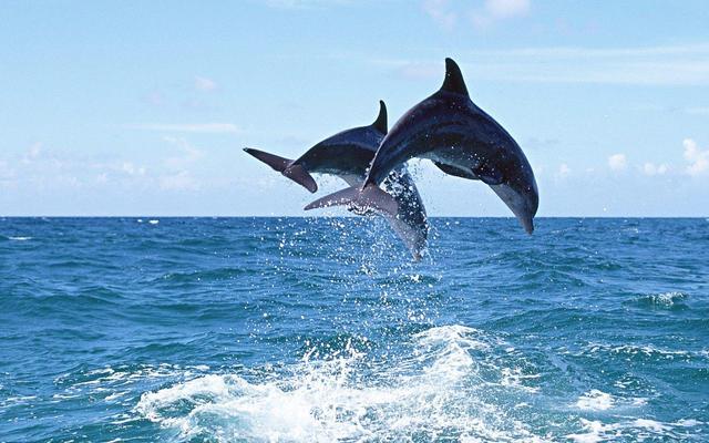 鲨鱼,海豚都干干净净,鲸身上怎么会那么多寄生物?它们会疼吗?