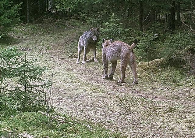 藏獒打得过猞猁吗?那得问藏獒能否打得过灰狼先