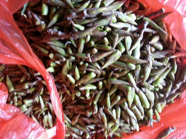 杨树芽一斤卖3元,加工后做成"蜂胶",能卖到上百元