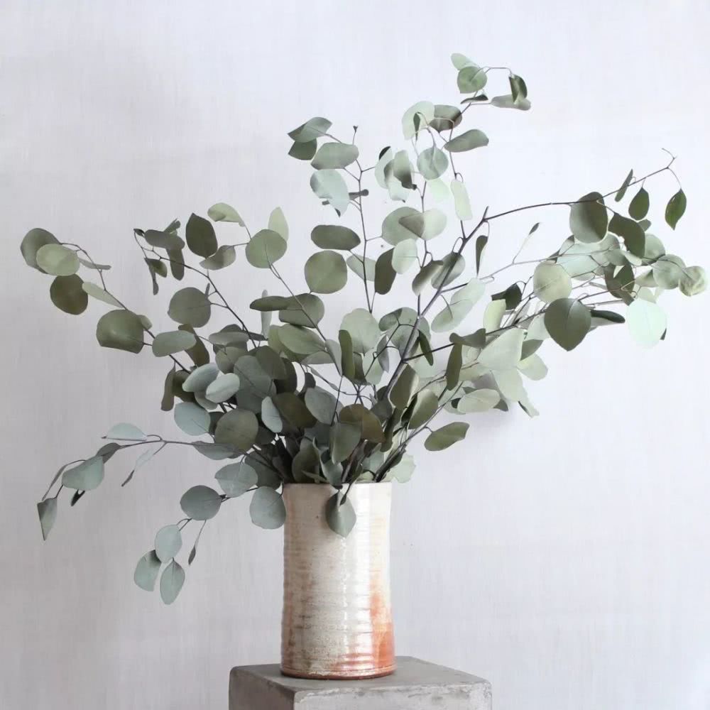 有一种美,叫尤加利