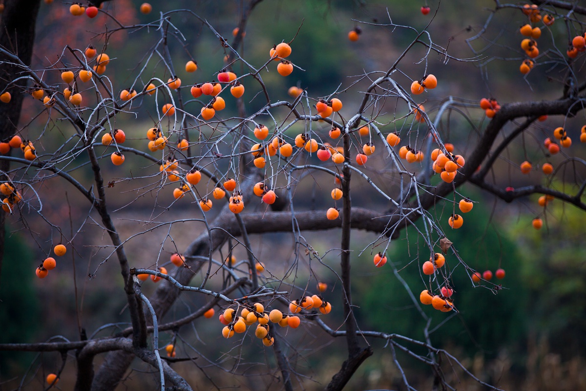 在河北,有一种乡愁,叫柿子红了|柿子|乡愁|柿子树_新浪新闻