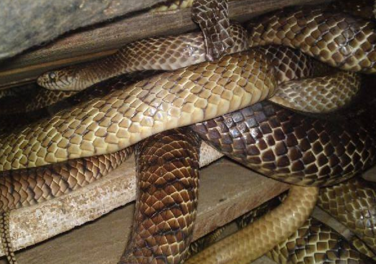 山货肉质鲜嫩无比,广东人吃不厌,外地人看了就嫌弃|鲜嫩|肉质|水律蛇