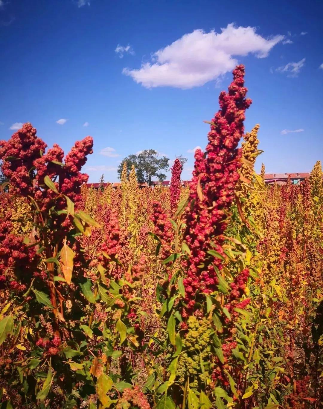 张北玉狗梁村:种出健身餐里的"瘦身神器",练成中国瑜伽第一村