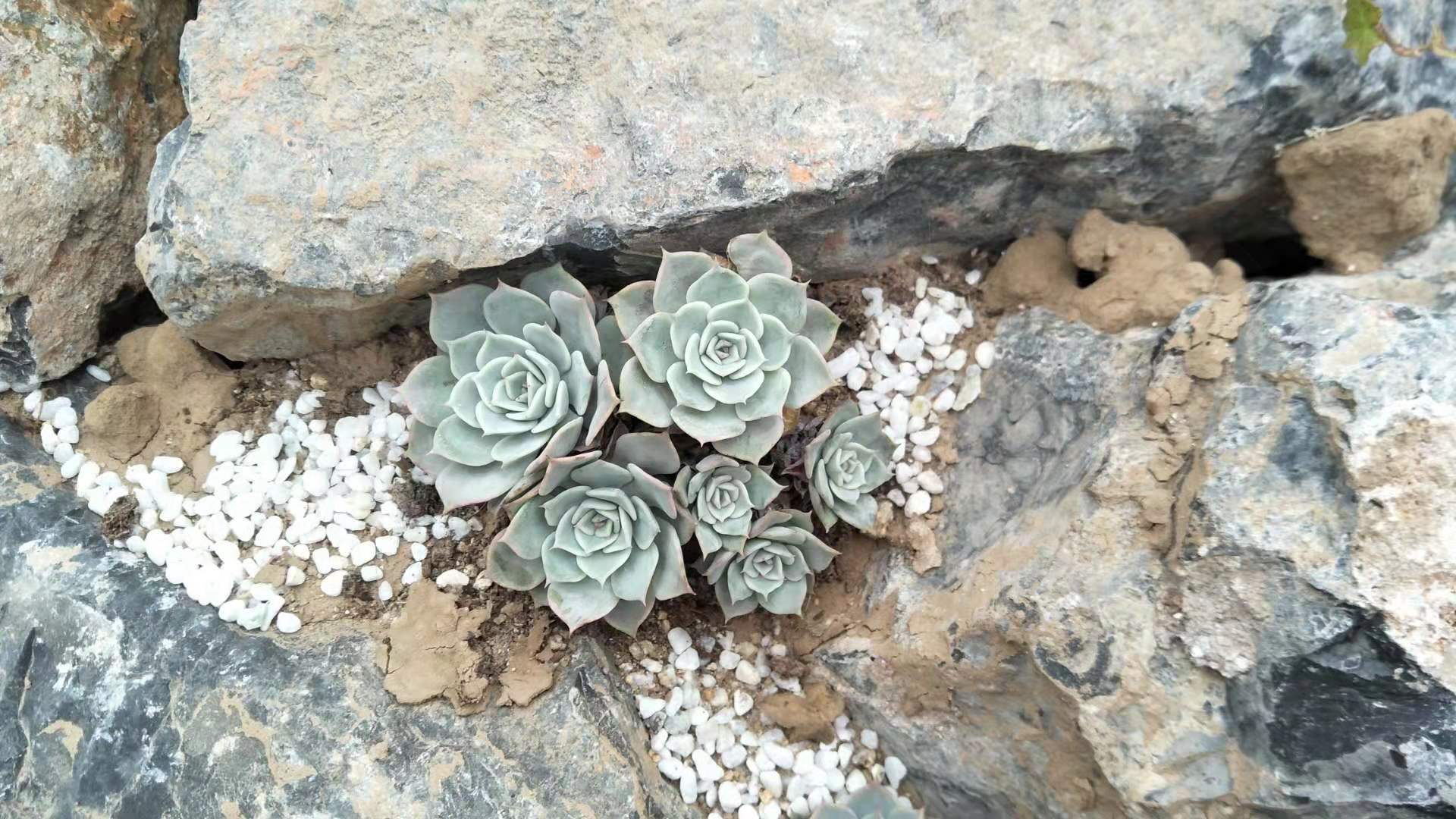 这一款是芙蓉布朗,不仅名字好听,样子也非常的美丽,浅灰色,非常的干净