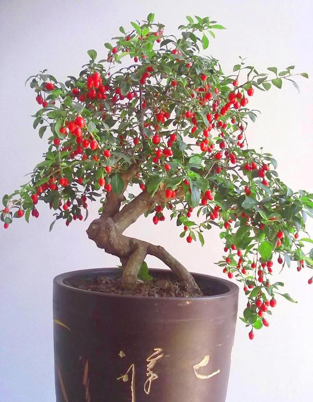 枸杞盆景挂满红果子寓意好福气满满做好这些造型好价值高