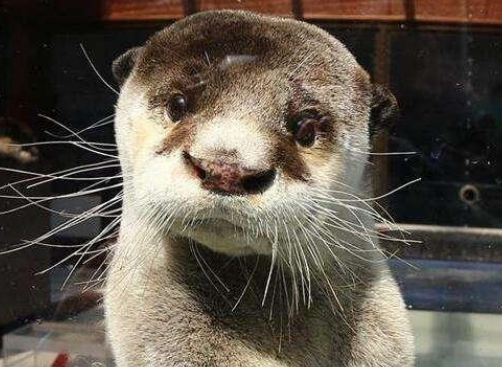 这种生物被国人称为"水鬼" ,外貌可爱无比,却能猎杀鳄鱼