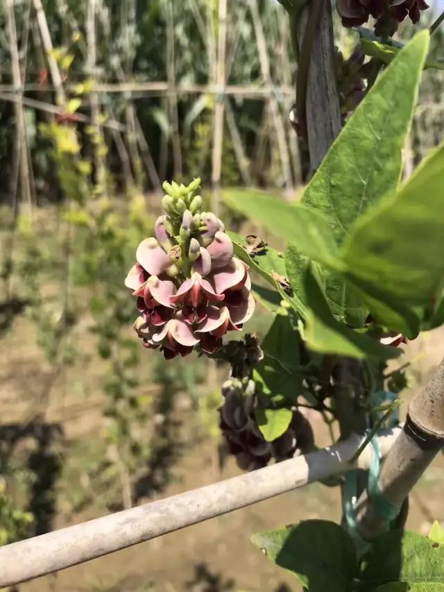 香地栗,好看又好吃的植物新秀 一亩收入三万元