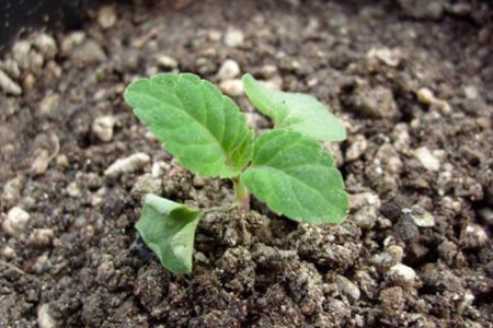 绿化带的一串红开败了,赶紧顺点种子回家,盆里一撒开出一片红火