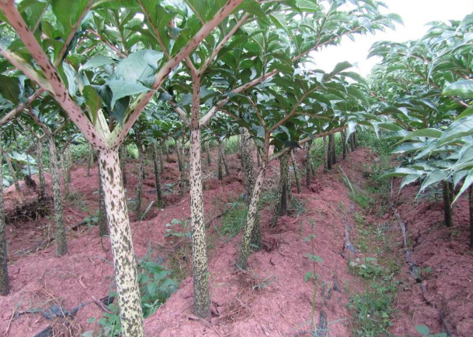 这种植物长得像蛇皮,全身上下都有毒性,却被人们吃了一千多年