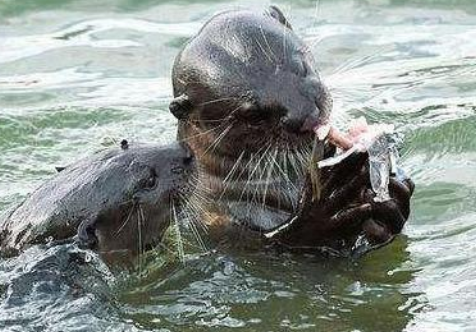 这种生物被国人称为"水鬼" ,外貌可爱无比,却能猎杀鳄鱼