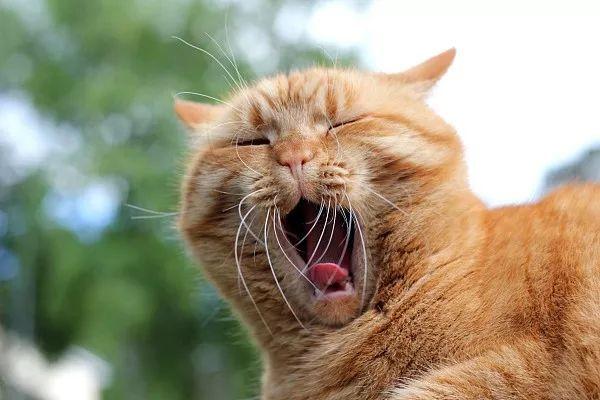 网友们抓拍的猫咪打哈欠瞬间第一张我就笑得停不下来了