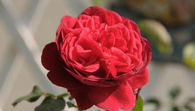 喜欢玫瑰,不如养盆"高档玫瑰"红色伊甸园,古典美丽,花开火红