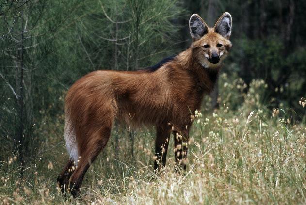 世界10大神奇动物,像斑马一样的羚羊,和大熊猫齐名的金丝猴