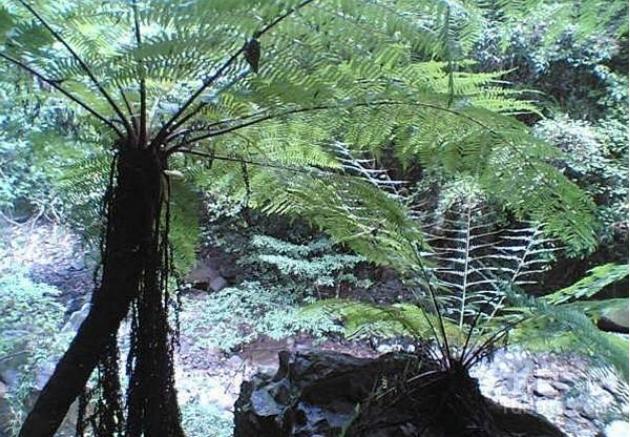 大叔捡1"蛇纹木"种地里,众人皆笑愚蠢,殊不知竟是珍贵龙骨风